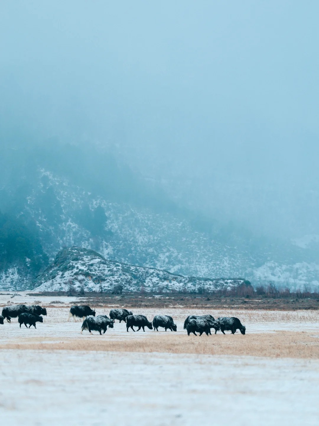 香格里拉11-12月天气及穿衣保姆级攻略_2_茸洽Glamping温泉帐篷酒店_云南-香格里拉-来自52tours 我爱旅游网